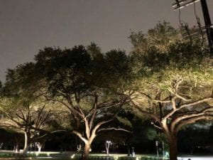 landscape lighting on three trees