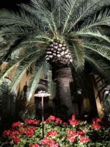 landscape lighting on a huge palm tree