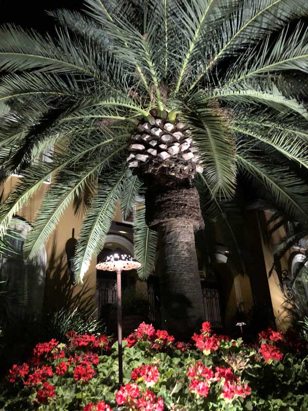 Landscape lighting on a huge palm tree.